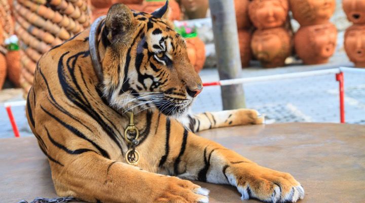 Abandoned House Tiger Story